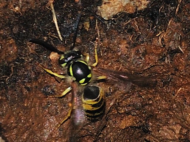 Nido di Vespula cfr germanica nel terreno